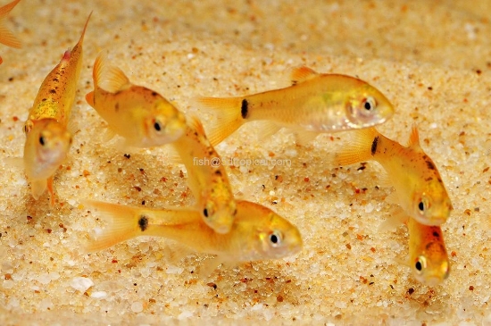 Picture of Barb-Gold