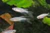 Picture of LF BLUE DANIO            
