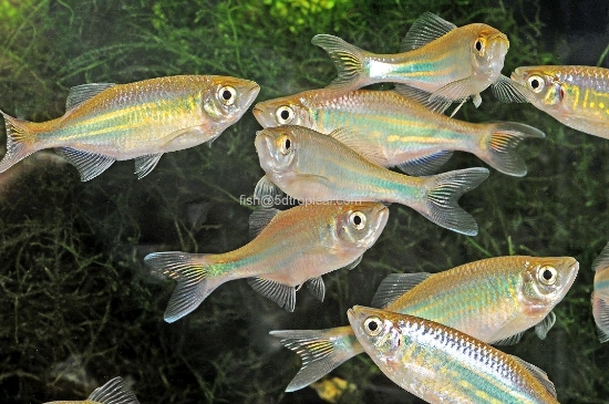 Picture of DANIO-GIANT         