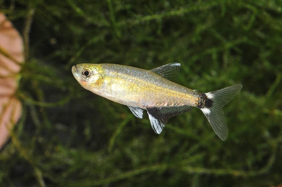 Picture of TETRA-PANDA TETRA              