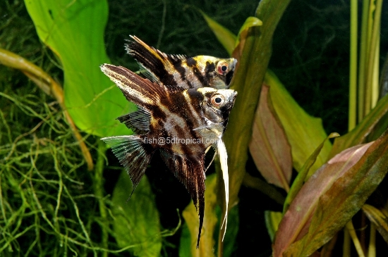 Picture of MARB ANGEL-              