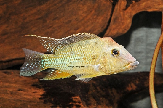 Picture of GEO STEIN MD             