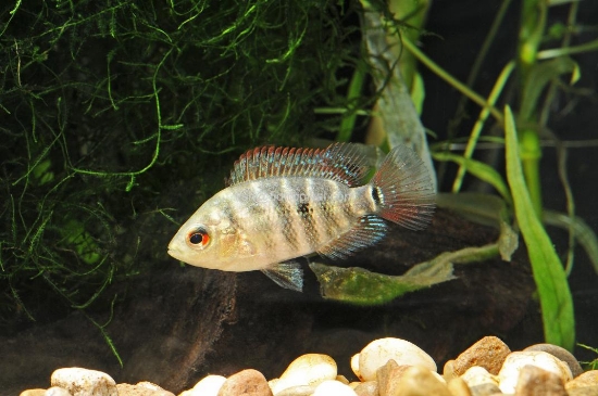 Picture of LYONSI REG CICHLID       