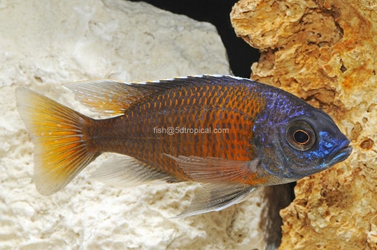 Picture of REDFIN BORLEYEI SM       