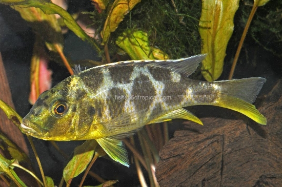 Picture of VENUSTUS MALE LG         