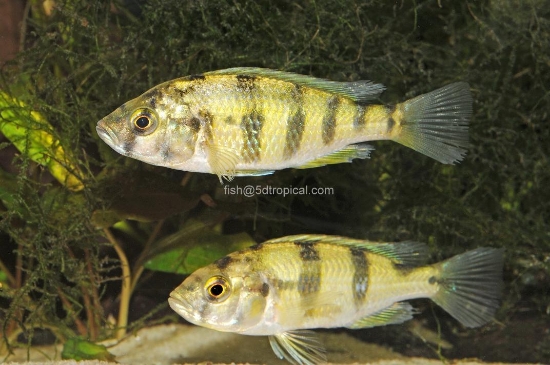 Picture of ZEBRA OBLIQUIDEN REG     