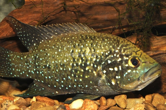 Picture of P. BLEEKERI REG          