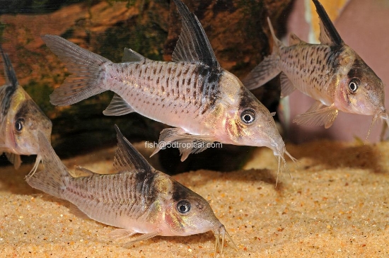 Picture of MELANISTUS CORY-W.W.     