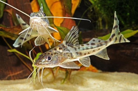 Picture of SOUTH AMERICAN CATFISH-PICTUS REG