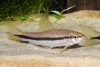 Picture of MISC-SIAMESE ALGAE EATER (FLORIDA BRED)         