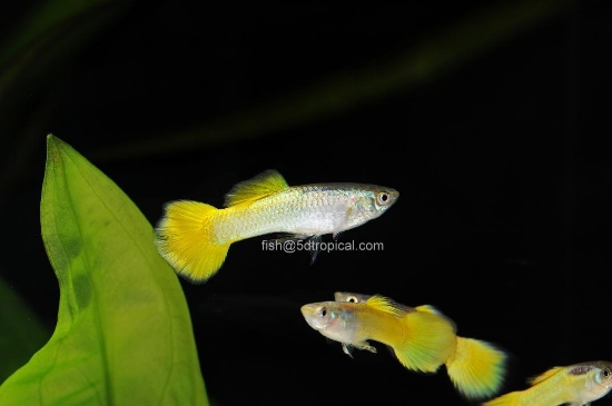 Picture of GUPPY-LEMON MALE-        