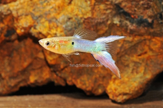 Picture of TURQ LYRE GUPPY MALE-    