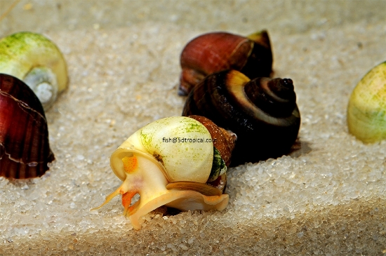 Picture of SNAIL-ASSORTED MYSTERY(NO GA,AZ,LA)  