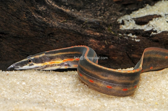 Picture of FIRE EEL 8-10" W.W.      