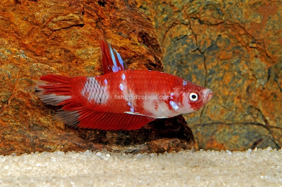 Picture of KOI BETTA MALE W/CUP-    