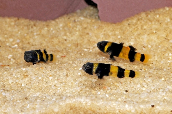 Picture of FAR EAST FISH-BUMBLE BEE GOBY (FW)-            