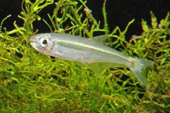 Picture of GREEN LASER TETRA        