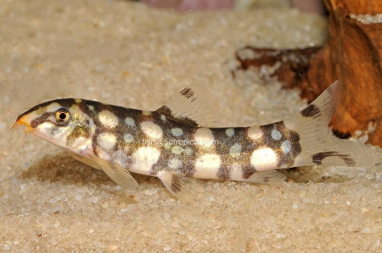 Picture of BURMESE BOTIA-           