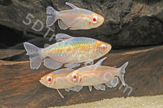 Picture of ALB CONGO TETRA          