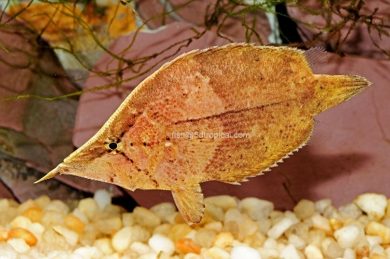 Picture of LEAF FISH SM             