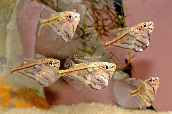 Picture of MARB HATCH W.W           