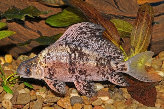 Picture of HF BANDED LOACH 5"-WW    