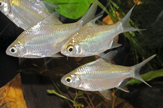 Picture of BARB-REDTAIL TINFOIL 2"         