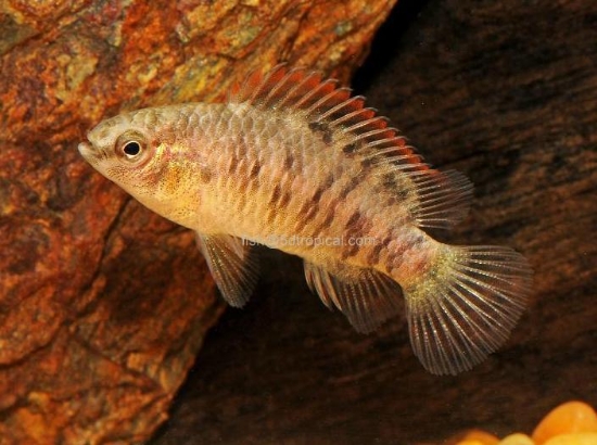 Picture of BLUE BADIS               