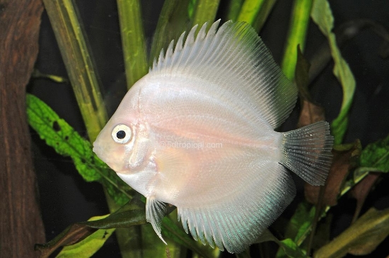 Picture of SNO WHT RDEYE 2-2.5"DISC-