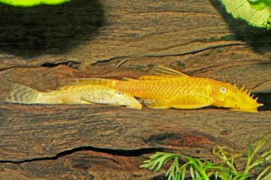 Picture of ALBINO ANCIST LG         