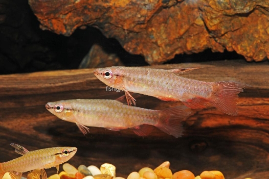 Picture of SPLASH TETRA             
