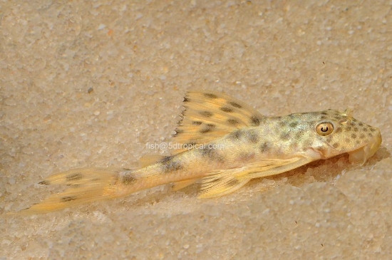 Picture of L-75 YEL SPOT PLEC MD    