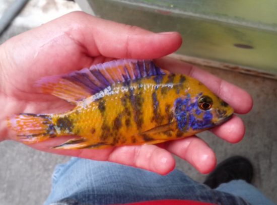 Picture of YEL OB PEACOCK MD MALE   