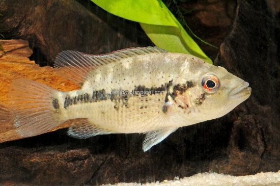 Picture of DOVII 4"                 