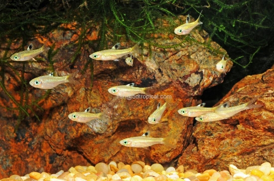 Picture of EMERLD EYE RASBORA-WW    
