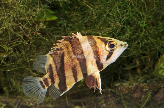 Picture of TIGER DATNIOIDE 3-4"     