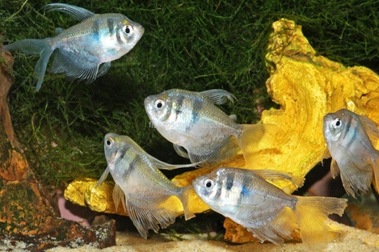 Picture of HF BLK TET LG            