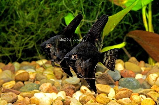 Picture of BLACK ANGEL LG           