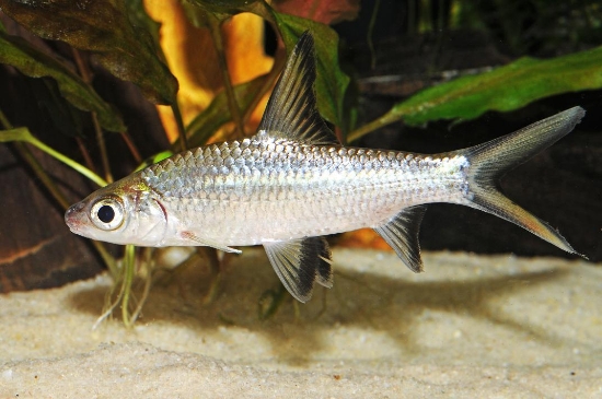 Picture of BALA SHARK 4.5-5"        