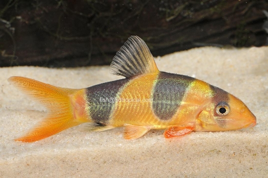 Picture of LOACH-CLOWN 4-5"          