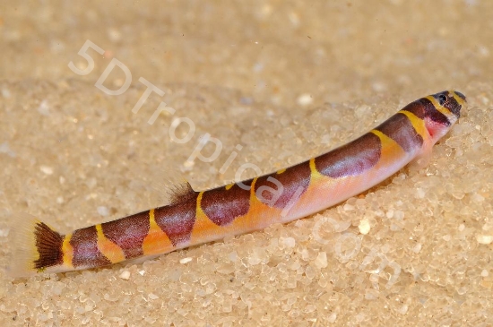 Picture of KUHLI LOACH MED W.W.     