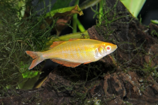 Picture of RAINBOWFISH-ORANGE ALBINO MILLENNIUM 