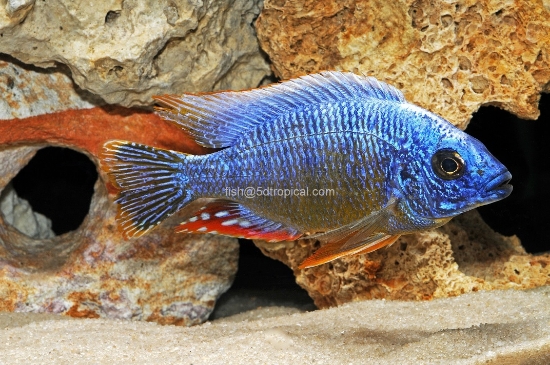 Picture of TAIWAN REEF LG MALE      