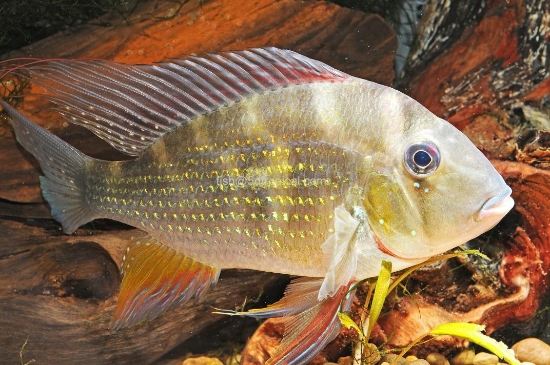 Picture of HECKELLI JUMBO           
