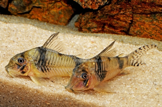 Picture of REYNOLDSI CORY-W.W.      