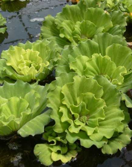 Picture of WTR LETTUCE CURLY(NO FL) 