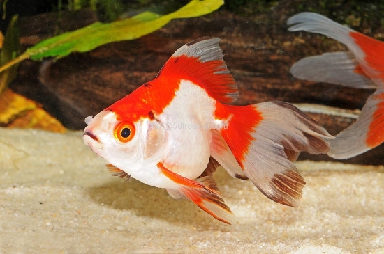 Picture of RW RYUKIN 10-11CM        