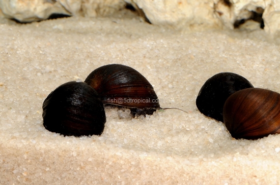 Picture of SNAIL-BLACK RACER NERITE