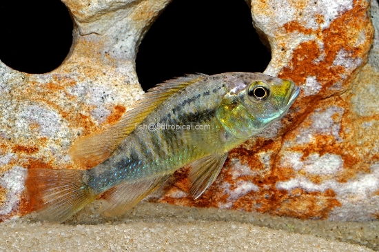 Picture of AST.CALLIPTERA MALE MD   