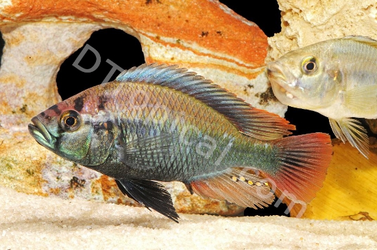 Picture of FLAMEBACK HAP SM(VICTORIA